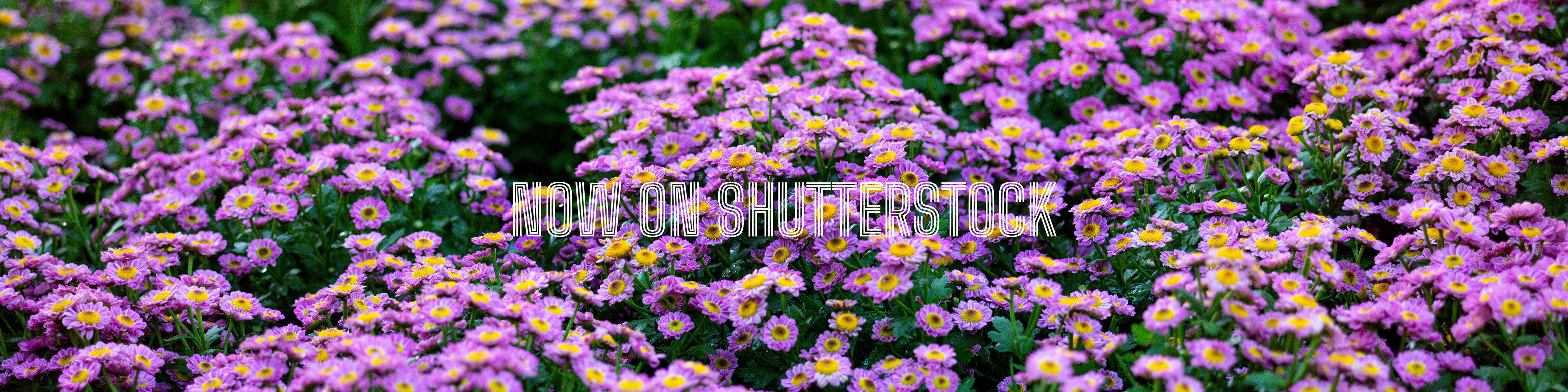 Shutter 2
