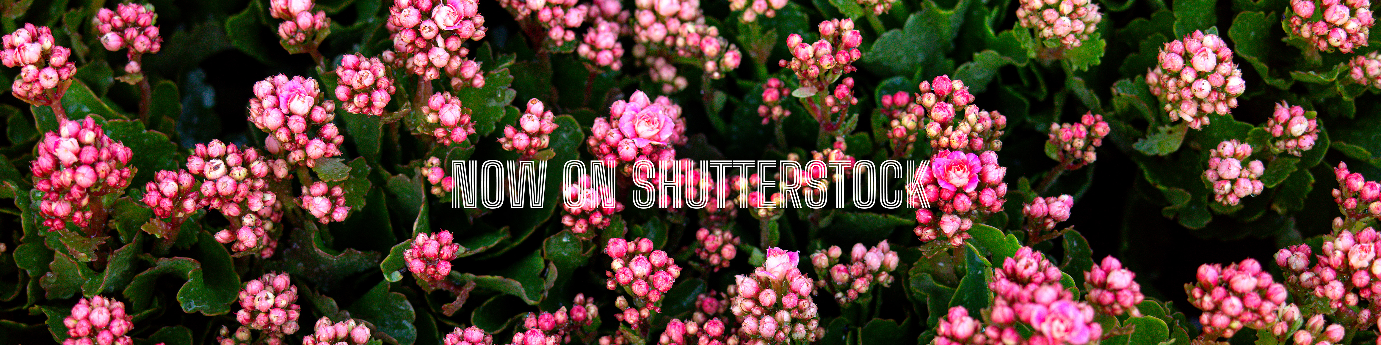 shutter 1